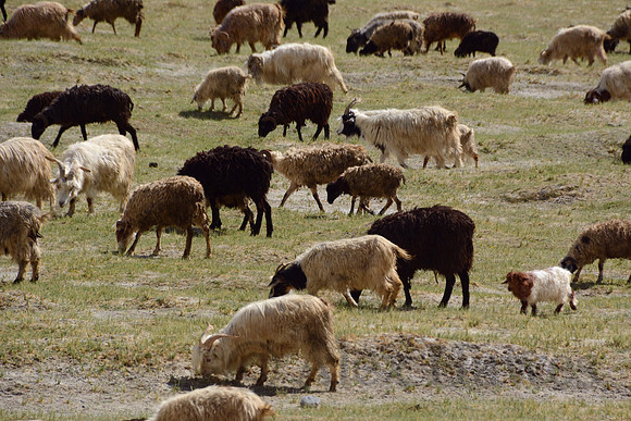 Pashmina (changthangi) goats, Ladakh, India