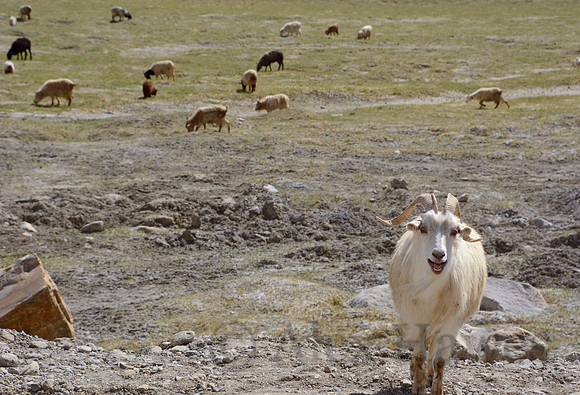 Pashmina (changthangi) goat, Ladakh, India