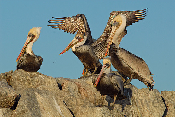 Brown pelicans, Elkhorn Slough, Moss Landing, California