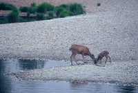 Mule deer doe and fawn, Yosemite Valley, California