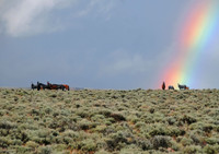 Wild mustangs and rainbow, Sheldon National Wildlife Refuge, Nevada