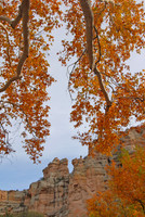 Arizona sycamore, Aravaipa Canyon, Arizona