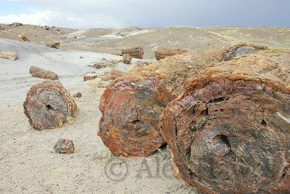 Petrified wood, Petrified Forest National Park, Arizona