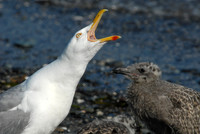Seagull mother and chick, Rose Island, Narragansett Bay, Rhode Island