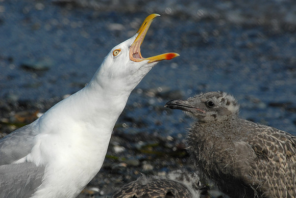 Seagull mother and chick, Rose Island, Narragansett Bay, Rhode Island