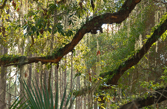 Skidaway Island, Savannah, Georgia