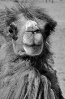 Bactrian camel, Hunder Sand Dunes, Nubra Valley, Ladakh, India