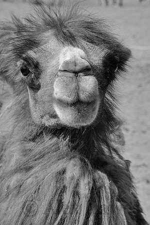 Bactrian camel, Hunder Sand Dunes, Nubra Valley, Ladakh, India