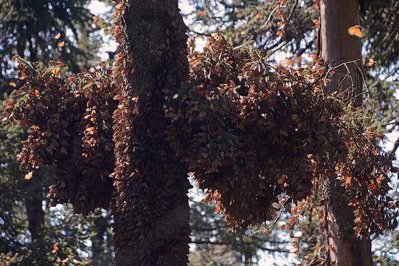 Monarch butterflies, Sierra Chincua Butterfly Sanctuary, Michoacan, Mexico