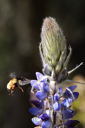 Pollinating bumblebee, Sierra Chincua Butterfly Sanctuary, Michoacan, Mexico