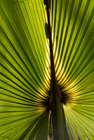 Palm plant, Savannah, Georgia