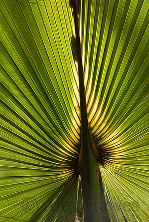 Palm plant, Savannah, Georgia