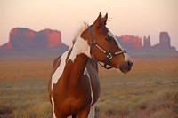 Navajo horse, Monument Valley, Utah / Arizona border
