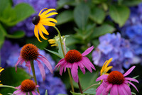 Cone flowers and black-eyed Susan, Little Compton, Rhode Island