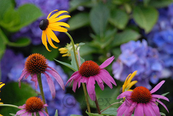 Cone flowers and black-eyed Susan, Little Compton, Rhode Island