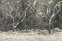 Winter woods, Little Compton, Rhode Island