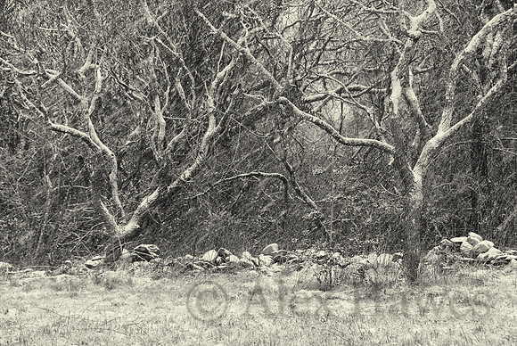 Winter woods, Little Compton, Rhode Island