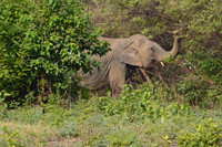 Asian elephant, Jim Corbett National Park, Nainital, Uttarakhand, India