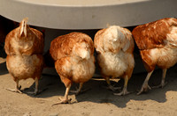 Rhode Island Red chickens, Little Compton, Rhode Island