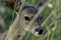 Coues white-tailed deer, Ramsey Canyon Preserve, Arizona