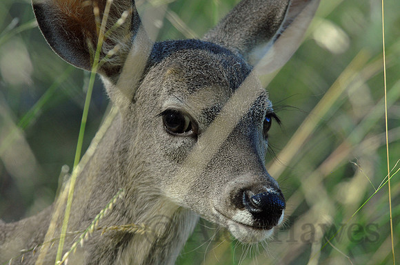 Coues white-tailed deer, Ramsey Canyon Preserve, Arizona