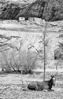 Navajo horse, Canyon de Chelly, Arizona