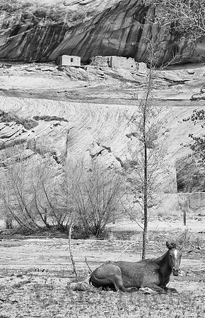 Navajo horse, Canyon de Chelly, Arizona