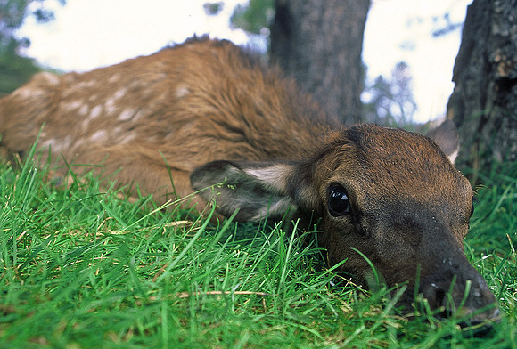 Baby elk rescued from Rodeo-Chediski Fire, White Mountains, Arizona, July 2002