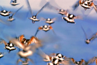Ruddy turnstones in flight, Delaware Bay