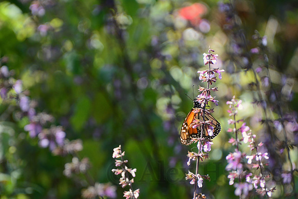Monarch butterfly, Sierra Chincua Butterfly Sanctuary, Michoacan, Mexico