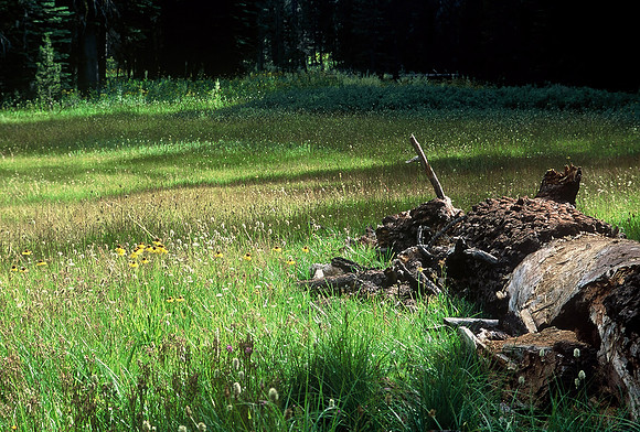 Meadow outside Yosemite National Park, California