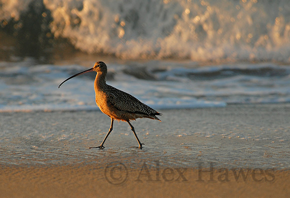 Long-billed curlew, Monterey Peninsula, California