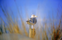 Seagull, Assateague Island, Maryland