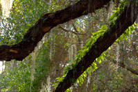 Live oak, Skidaway Island, Savannah, Georgia