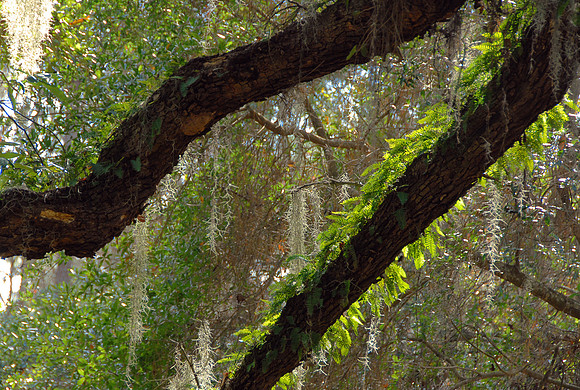 Live oak, Skidaway Island, Savannah, Georgia