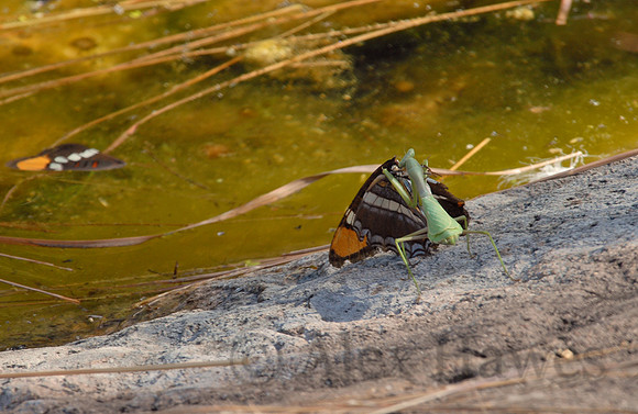 Praying mantis devouring Adelpha butterfly, Ramsey Canyon Preserve, Arizona