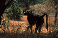 Chacma baboon, Kruger National Park, South Africa