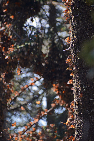 Monarch butterflies, Sierra Chincua Butterfly Sanctuary, Michoacan, Mexico