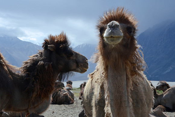 Bactrian camels, Hunder Sand Dunes, Nubra Valley, Ladakh, India