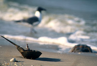 Beached horseshoe crab, Cape May, New Jersey