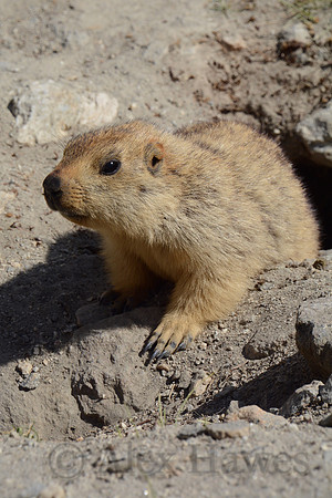 Himalayan marmot, Ladakh, India