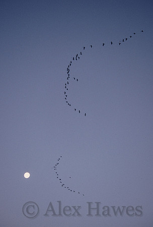 Sandhill cranes in formation over Willcox Playa, southeastern Arizona