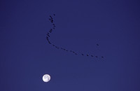 Sandhill cranes, Willcox Playa, Arizona