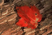 Maple leaf, Rock Creek Park, Washington, D.C.