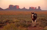 Navajo horse, Monument Valley, Utah / Arizona border