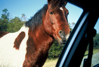 Feral horse, Assateague Island, Maryland