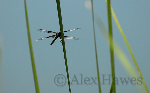 Dragonfly, Dead Horse Ranch State Park, Cottonwood, Arizona