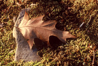 Oak leaf, Rock Creek Park, Washington, D.C.