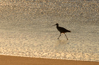 Long-billed curlew, Monterey Peninsula, California