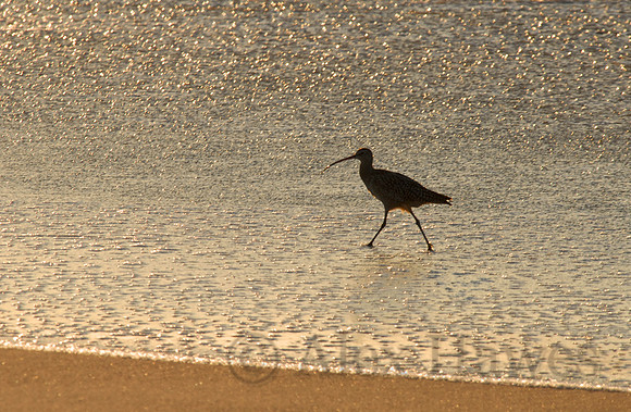 Long-billed curlew, Monterey Peninsula, California